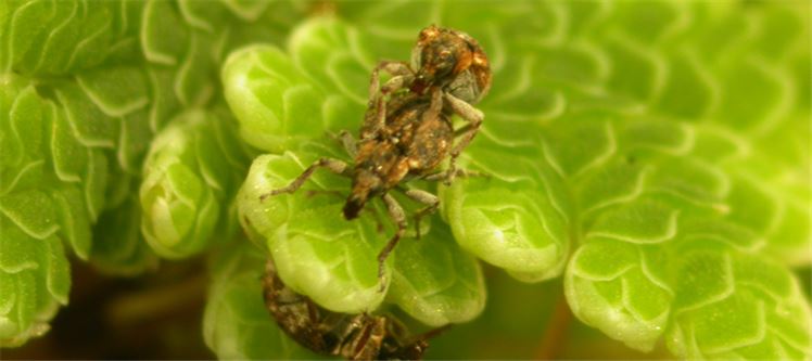Azolla